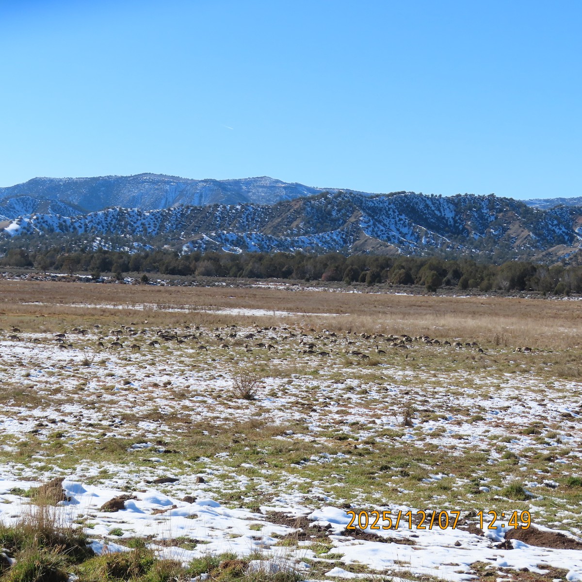 Canada Goose - ML646553146