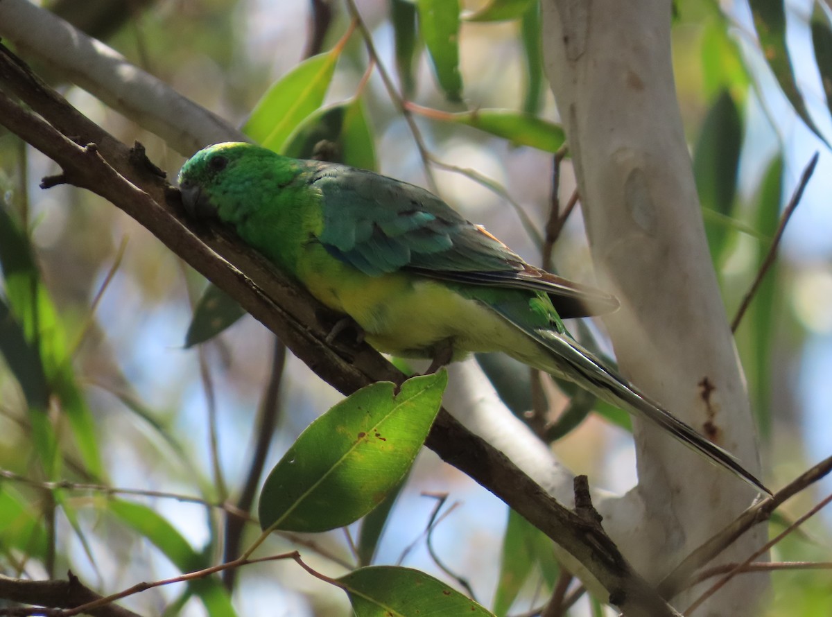 Singsittich - ML646553149