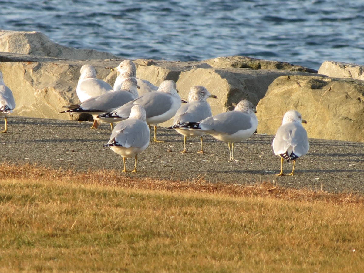 Ring-billed Gull - ML646553150