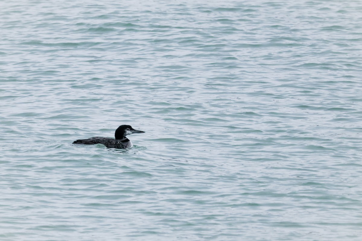 potáplice lední - ML646553151