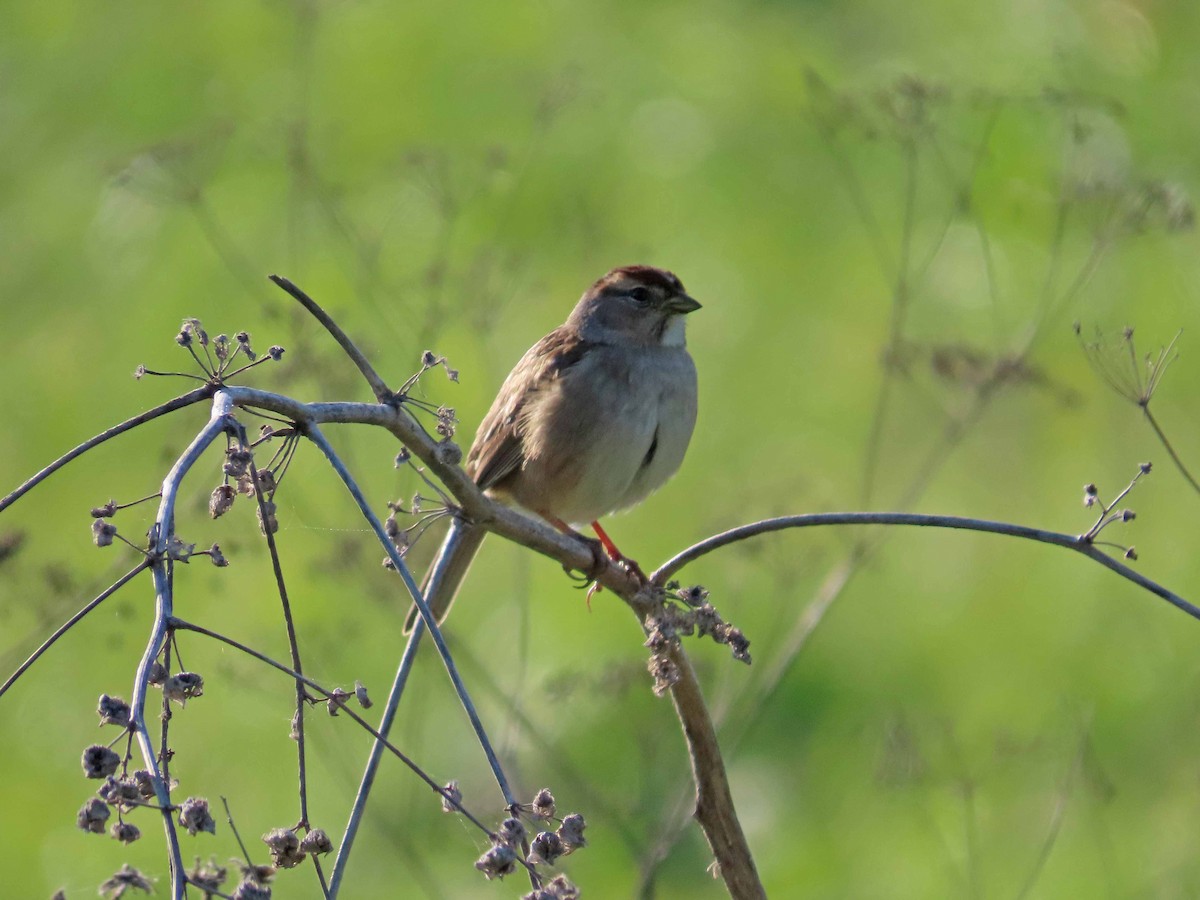 White-crowned Sparrow - ML646553152