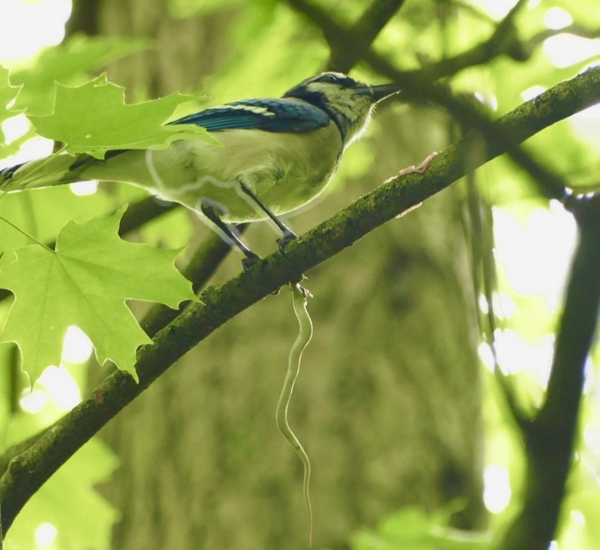 Blue Jay - ML646553154