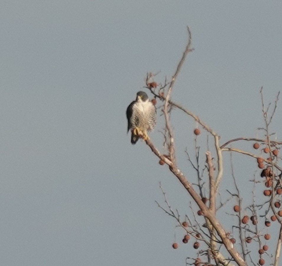 sokol stěhovavý - ML646553156