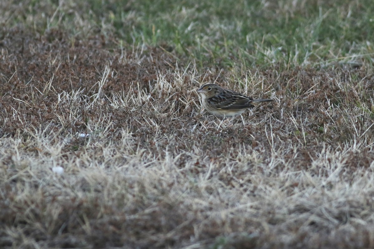 Grasshopper Sparrow - ML646553157