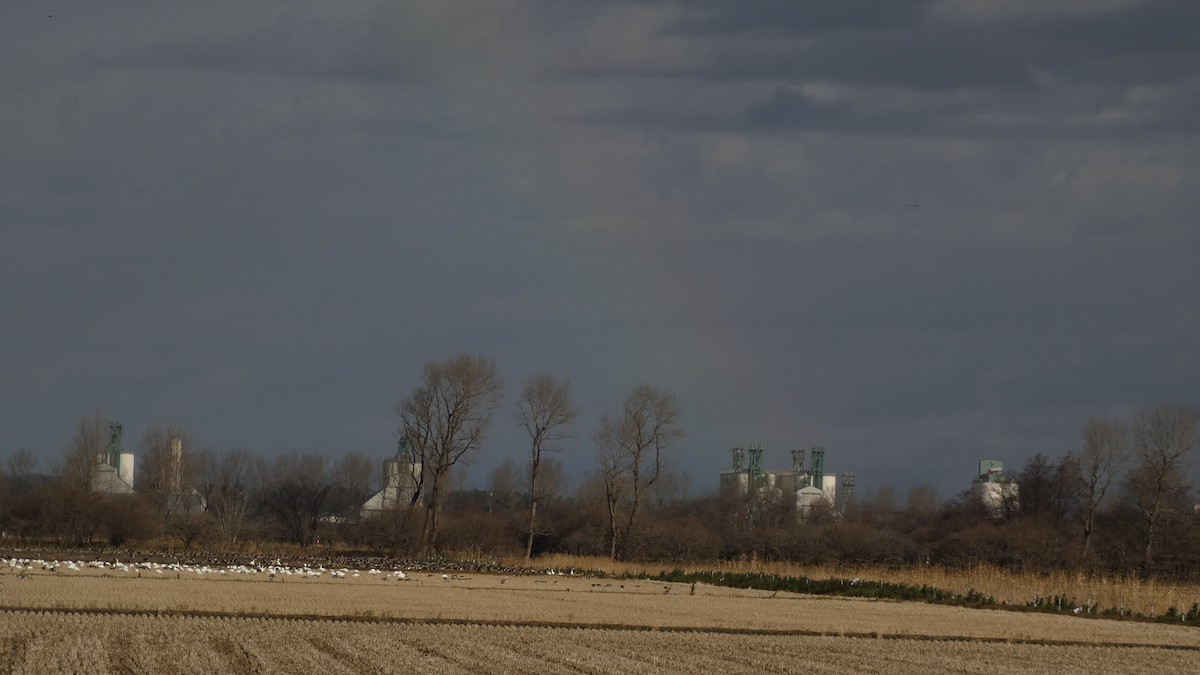 אווז שלג - ML646553158