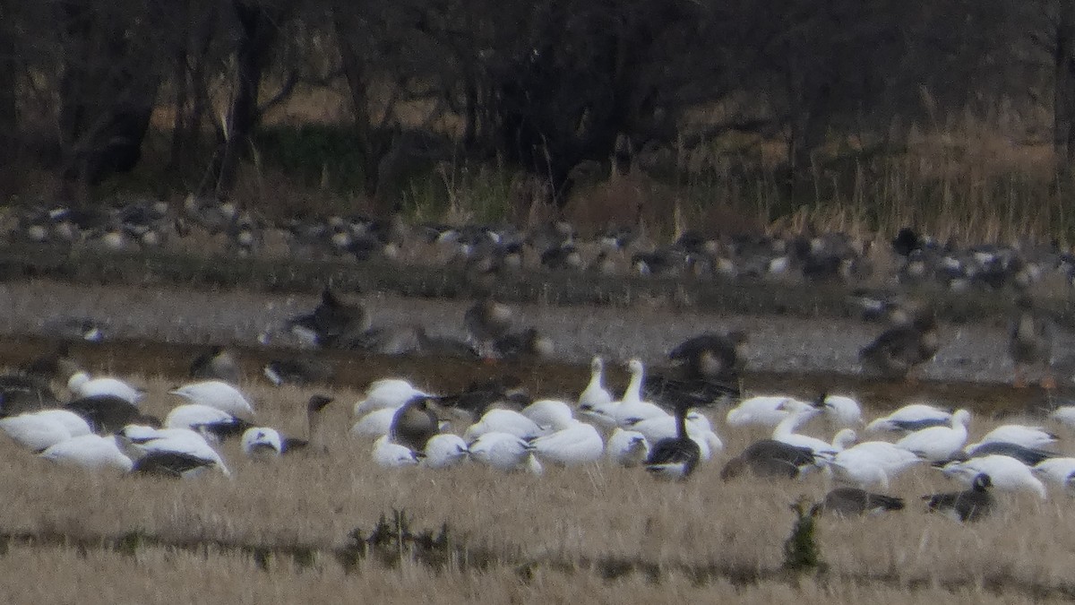 אווז שלג - ML646553159