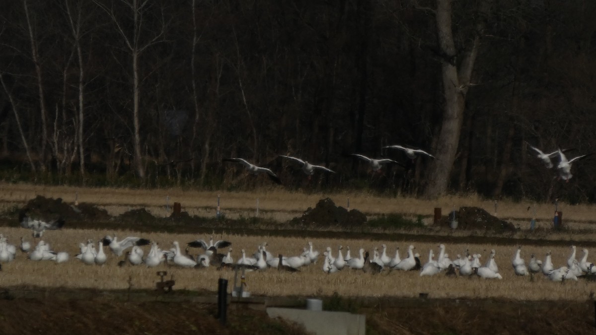 אווז שלג - ML646553160