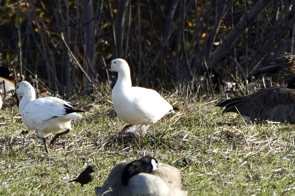 Ross's Goose - ML646553161