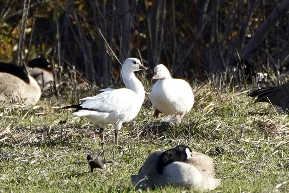 Ross's Goose - ML646553162