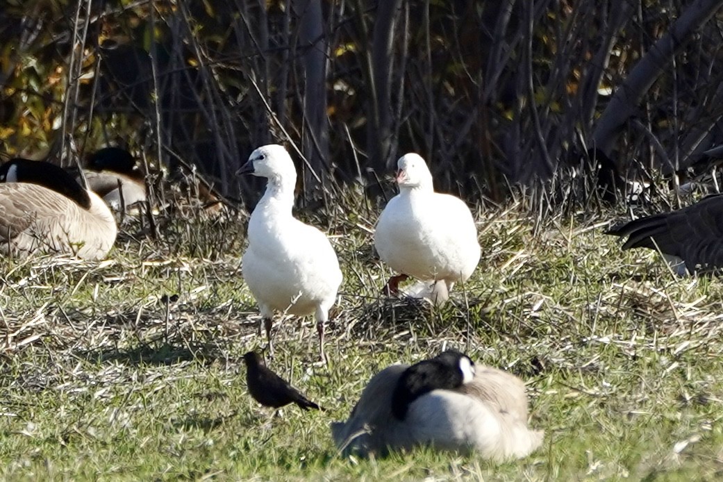 Ross's Goose - ML646553163