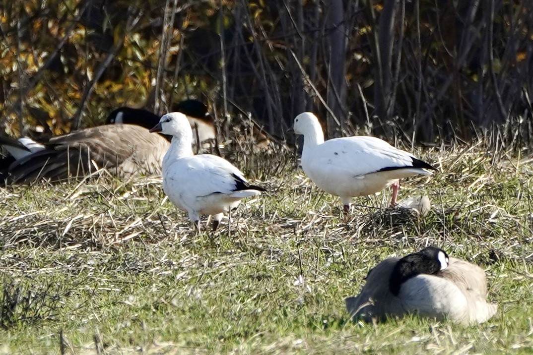 Ross's Goose - ML646553164