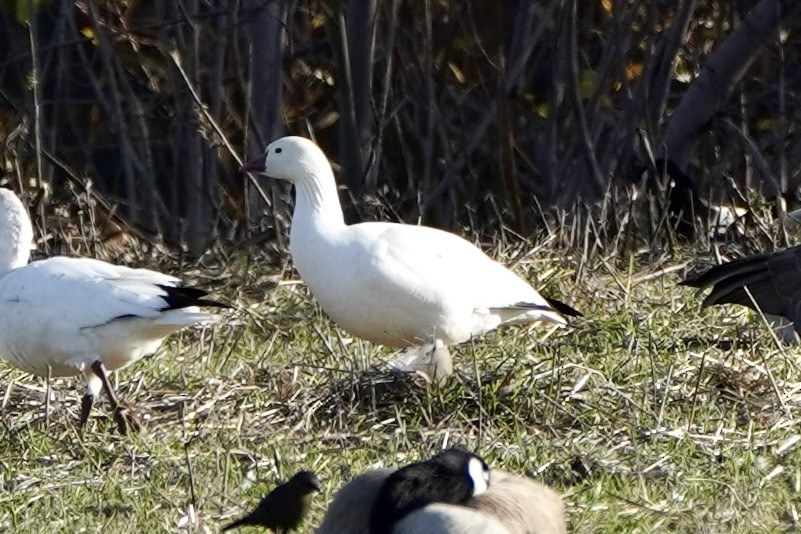 Ross's Goose - ML646553165