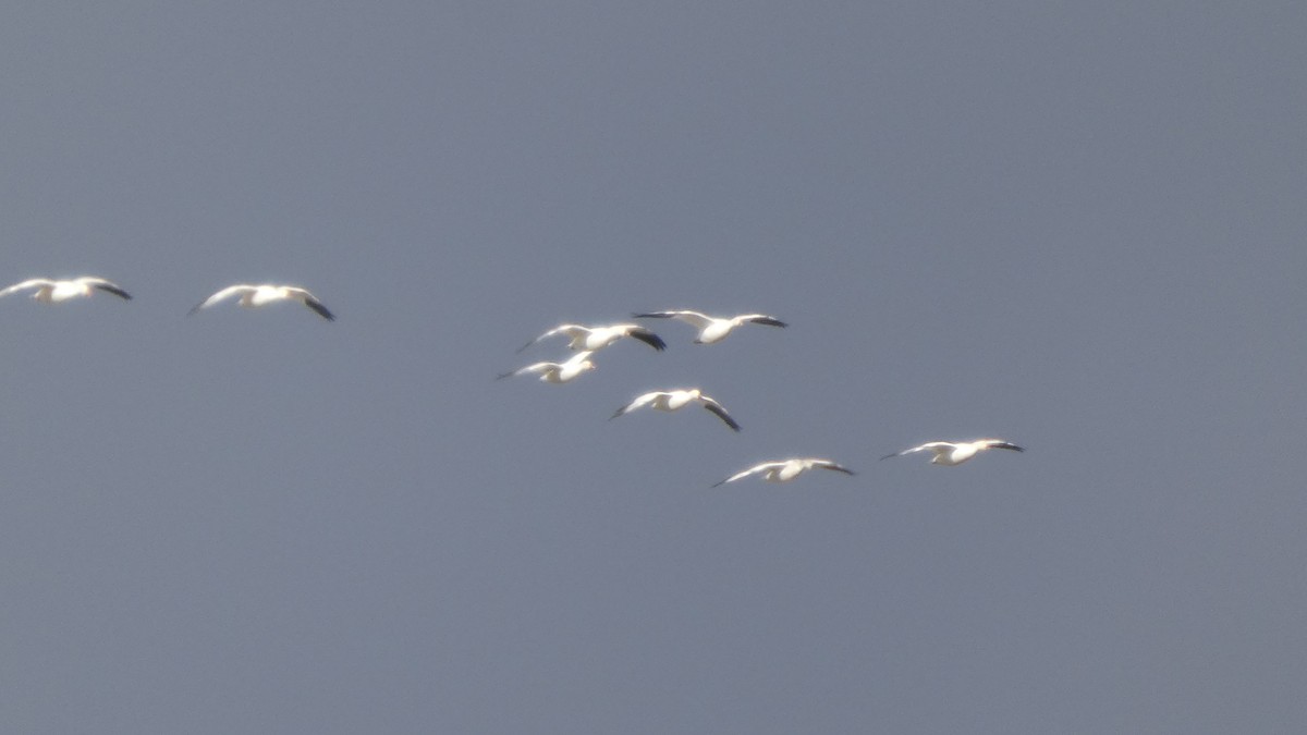 אווז שלג - ML646553166