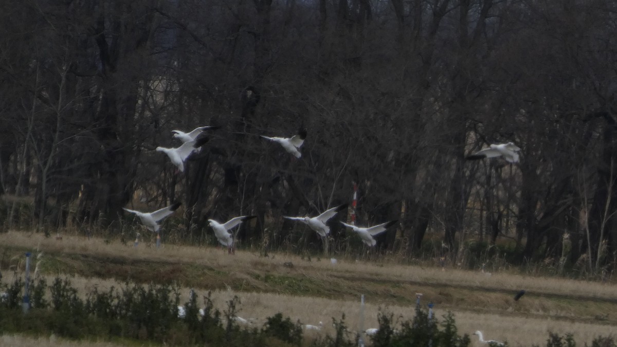 אווז שלג - ML646553167