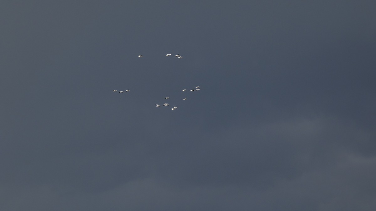 אווז שלג - ML646553168