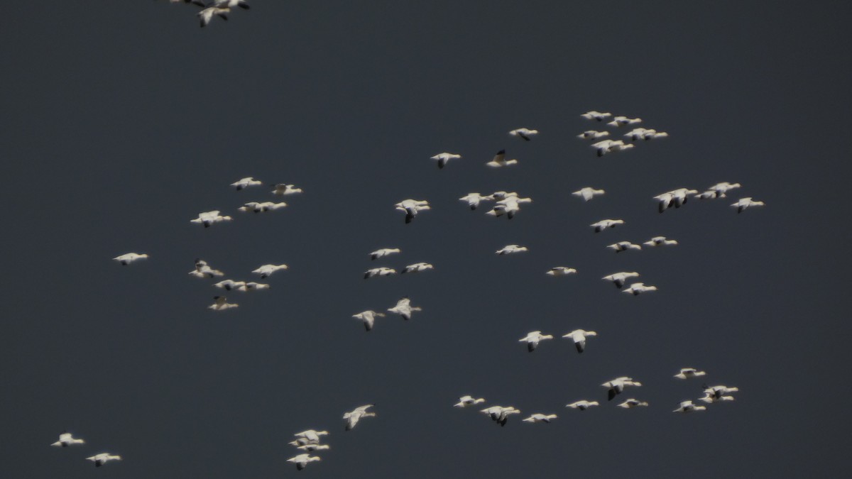 אווז שלג - ML646553169