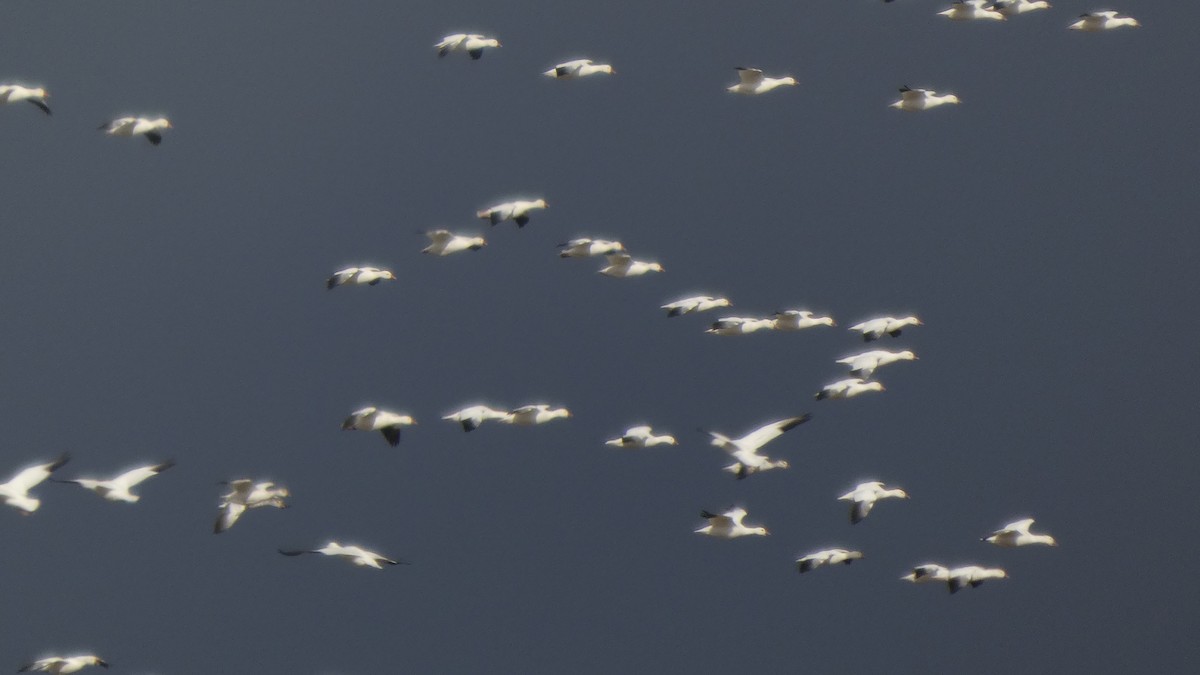 אווז שלג - ML646553170