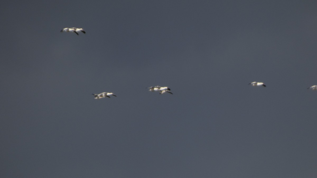 אווז שלג - ML646553171