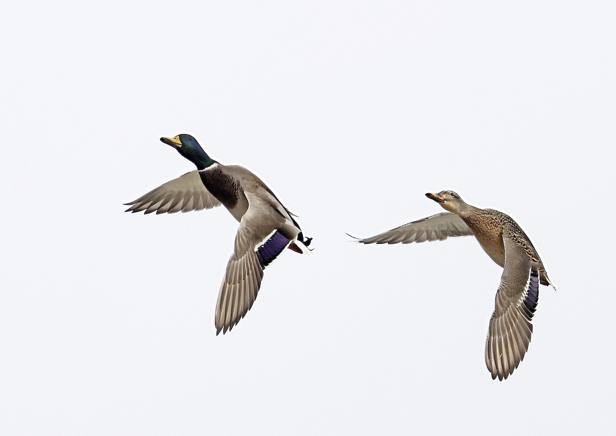 Mallard - ML646553174