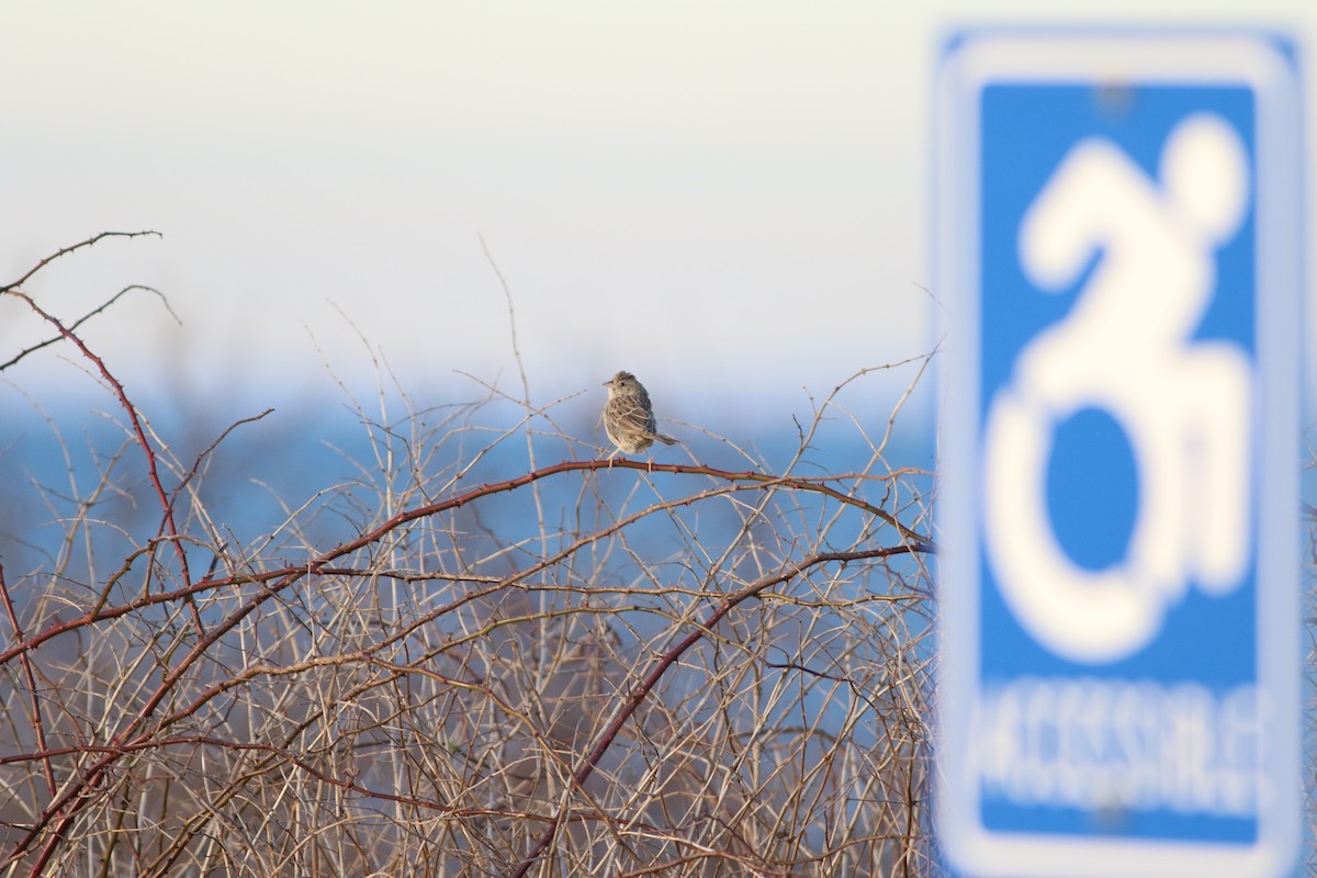 Cassin's Sparrow - ML646553175