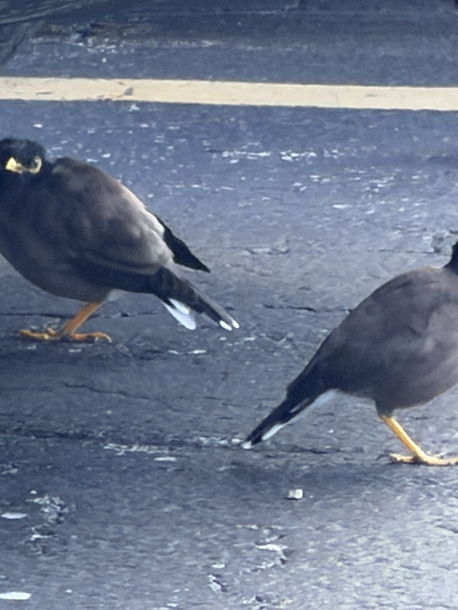 Common Myna - ML646553176