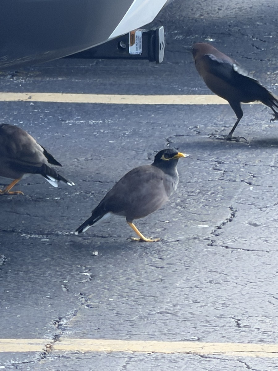 Common Myna - ML646553177