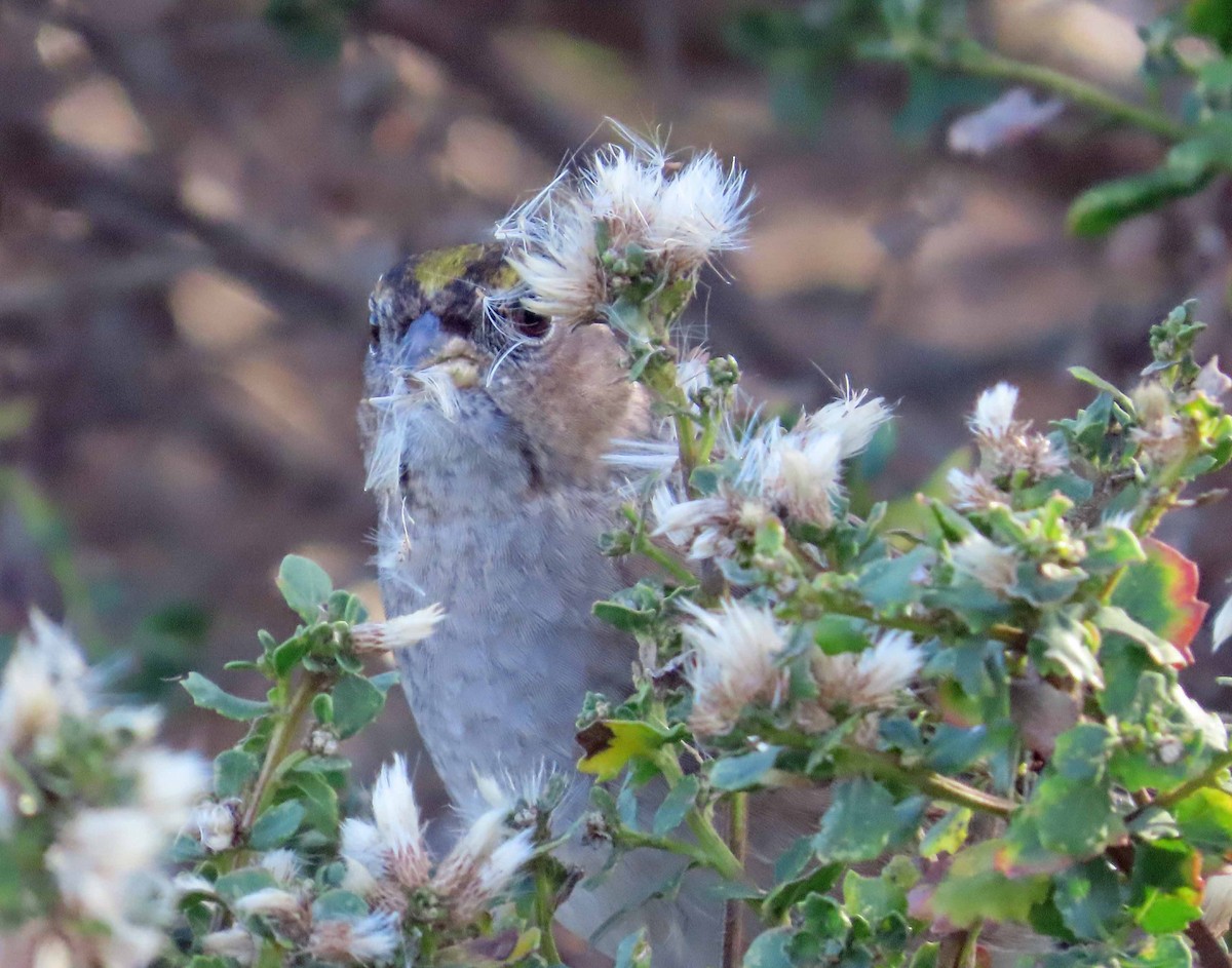 Golden-crowned Sparrow - ML646553179