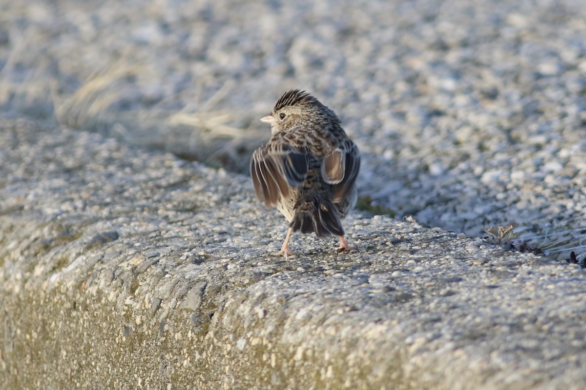 Cassin's Sparrow - ML646553180