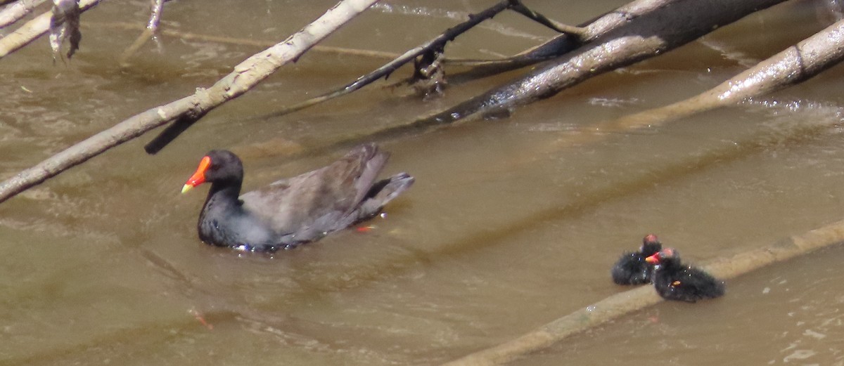 Papuateichhuhn - ML646553181