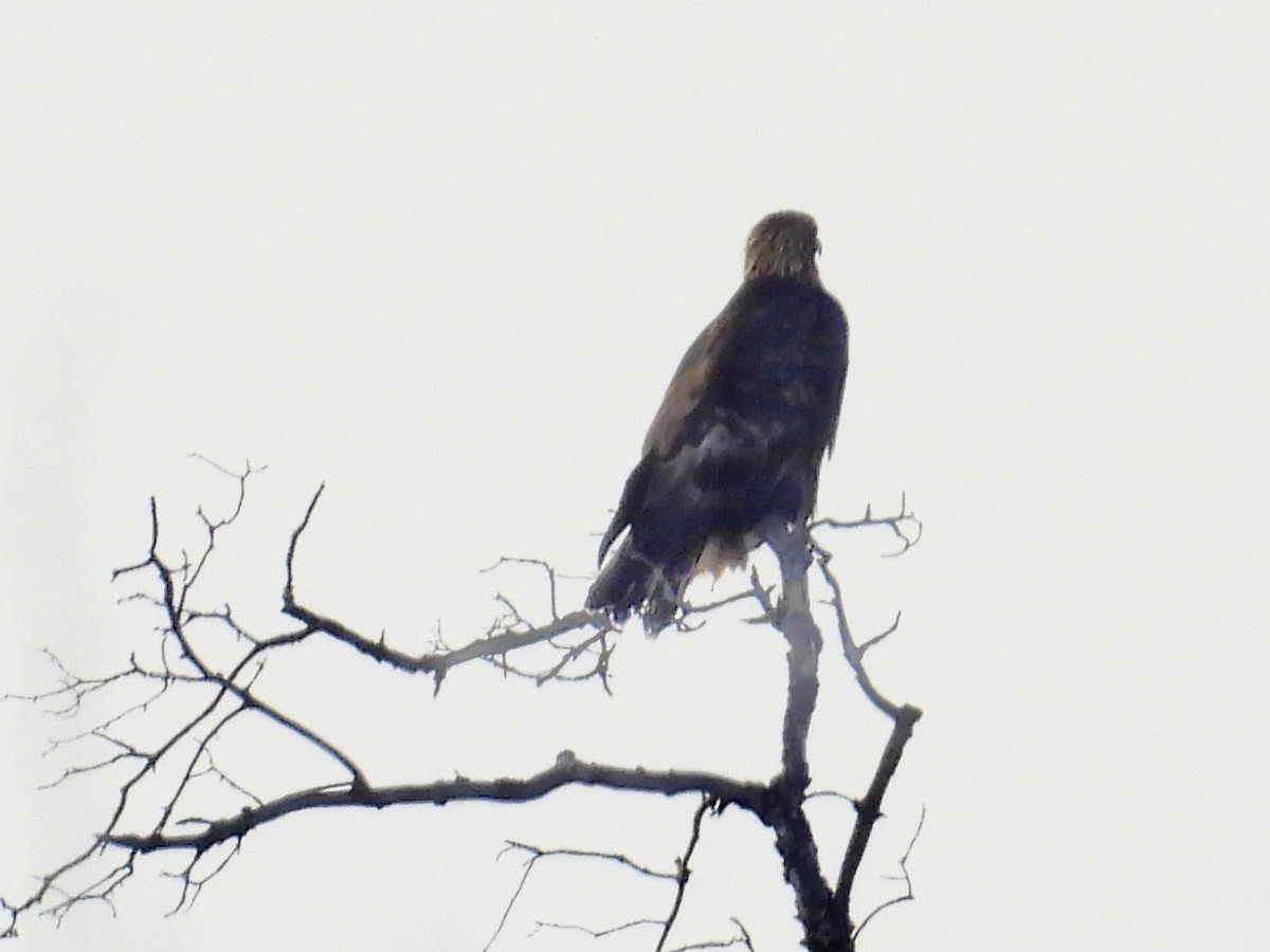 Golden Eagle - ML646553182