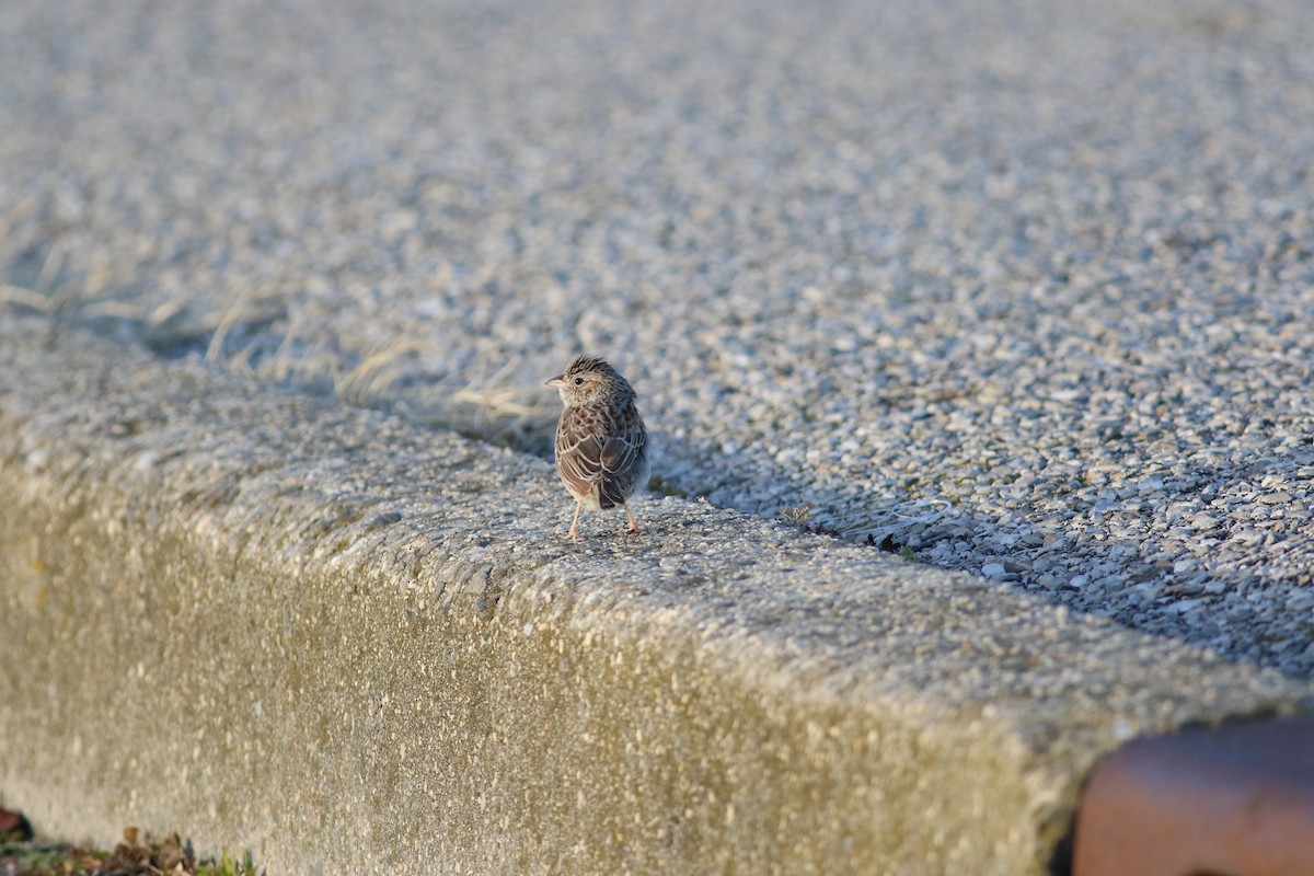 Cassin's Sparrow - ML646553184