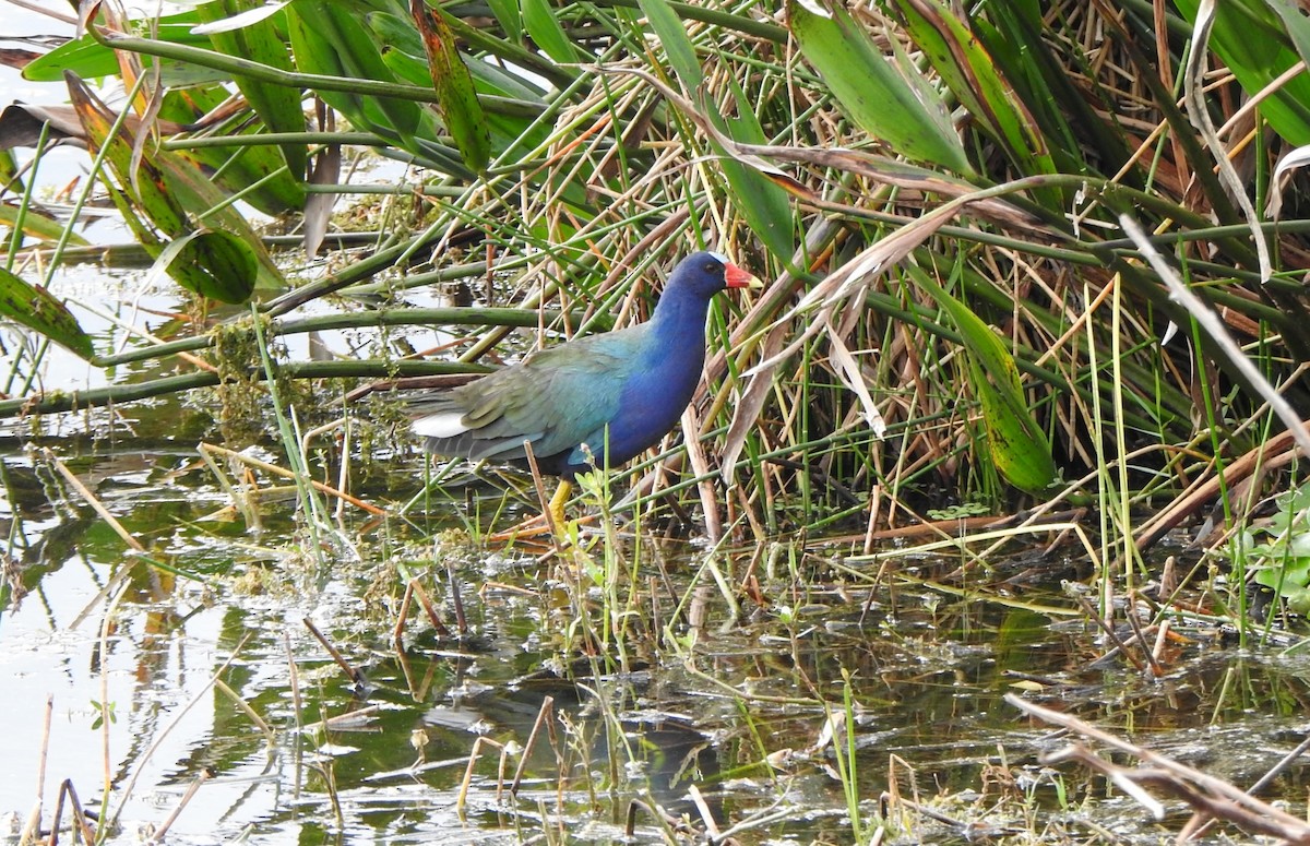 Sarı Bacaklı Sazhorozu - ML646553187