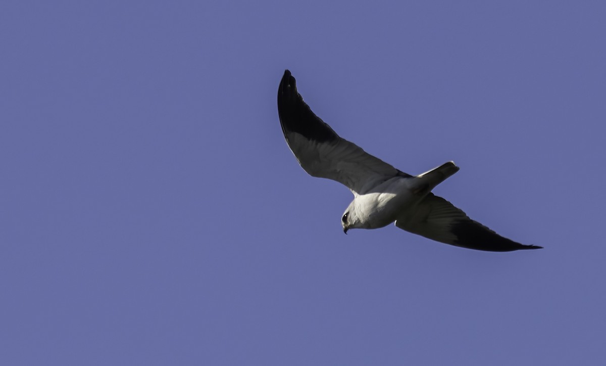 דאה שחורת-כתף (מערבית) - ML646553188