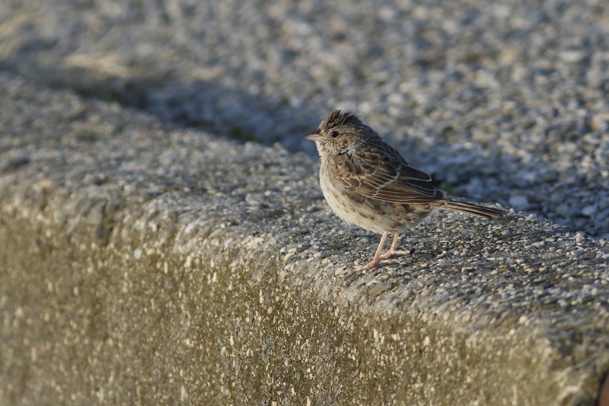 Cassin's Sparrow - ML646553189
