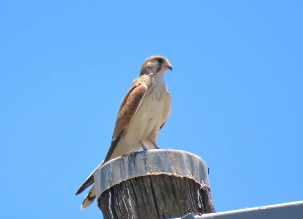 Nankin Kerkenezi - ML646553193