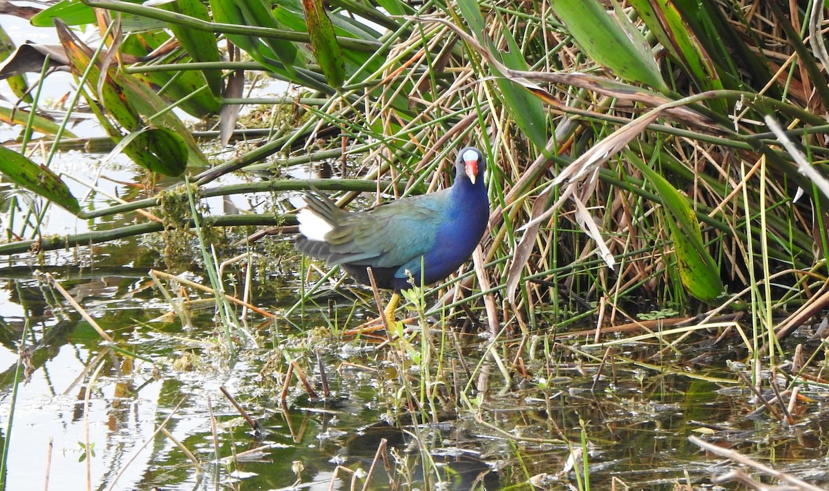 Sarı Bacaklı Sazhorozu - ML646553194