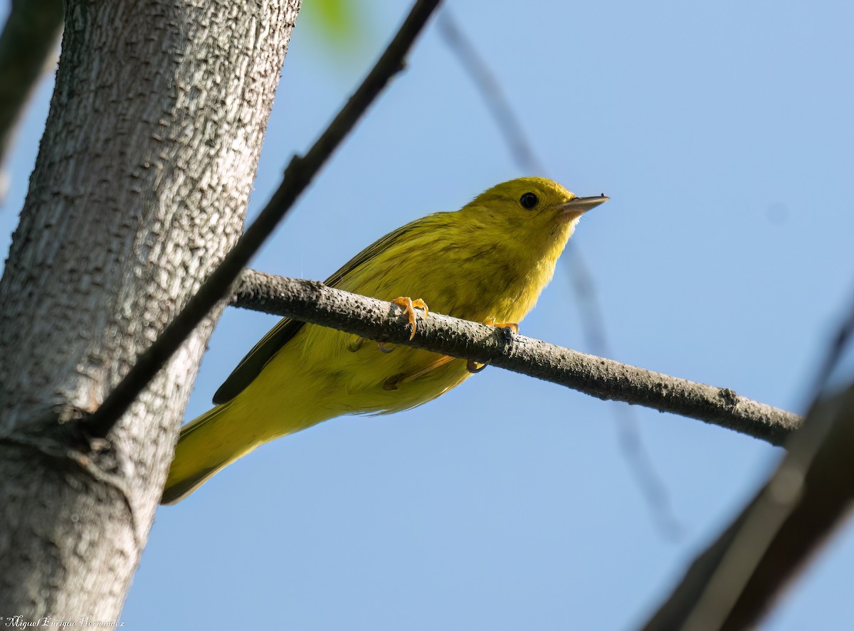 Northern Yellow Warbler - ML646553195
