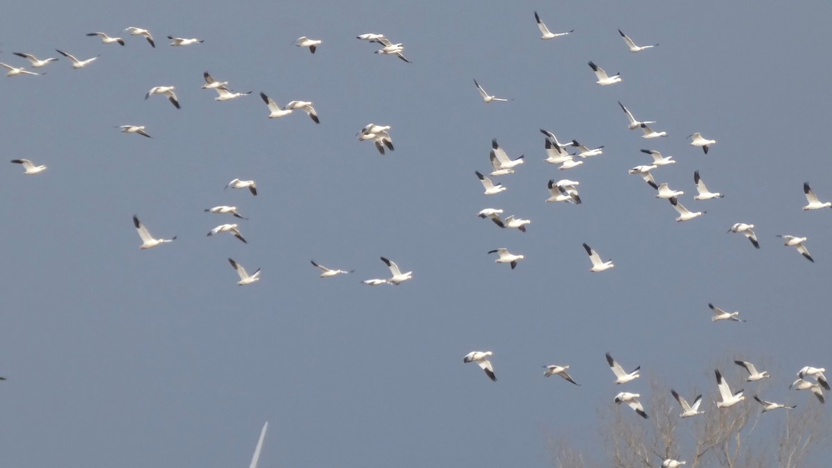 Snow Goose - ML646553196