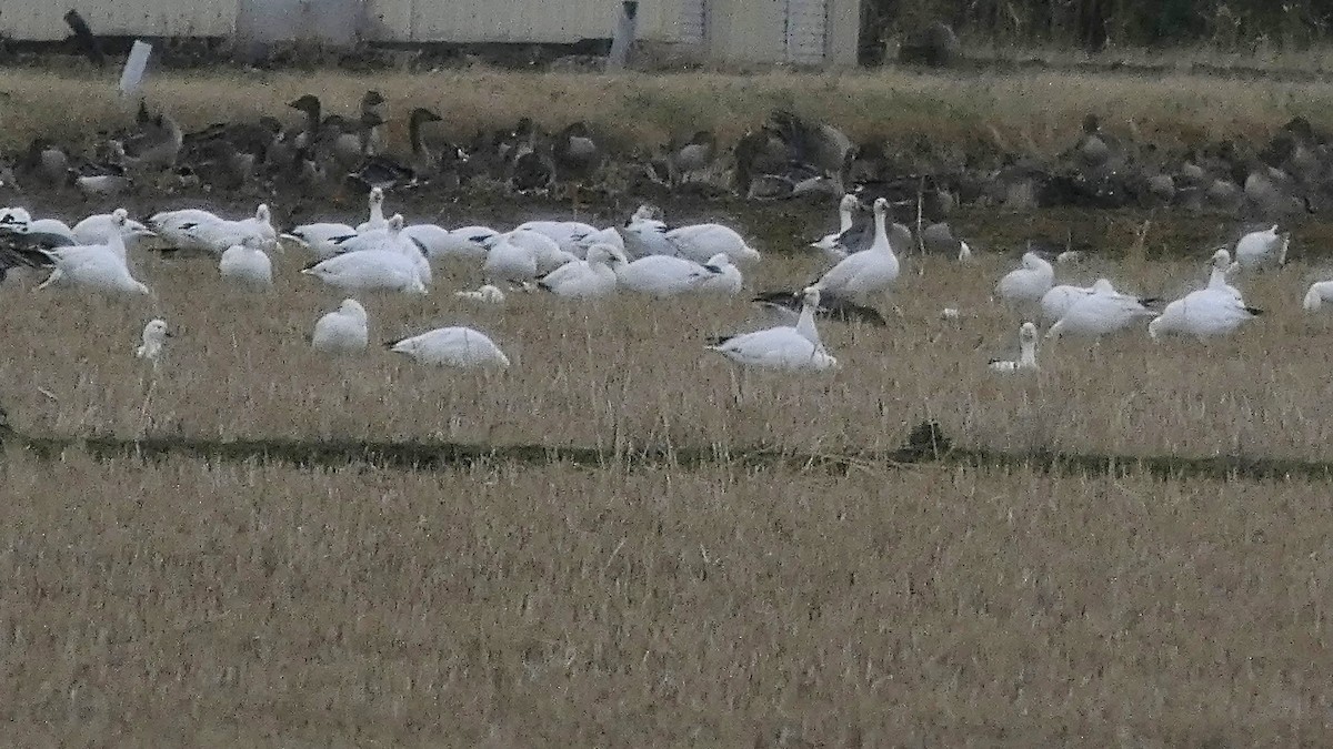 Snow Goose - ML646553197