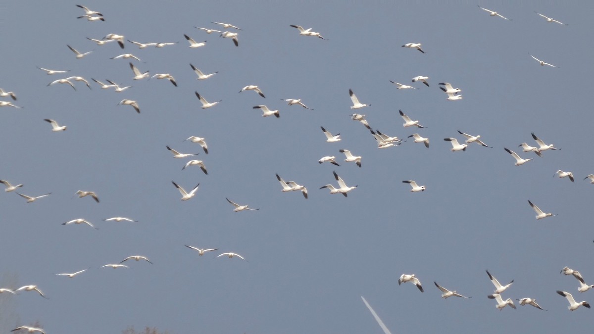 Snow Goose - ML646553198