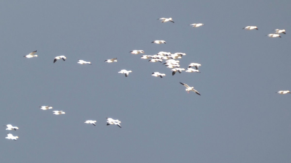 Snow Goose - ML646553199