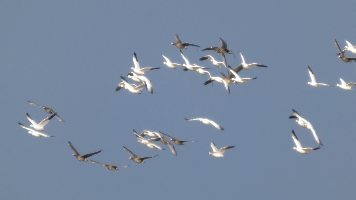 אווז שלג - ML646553200