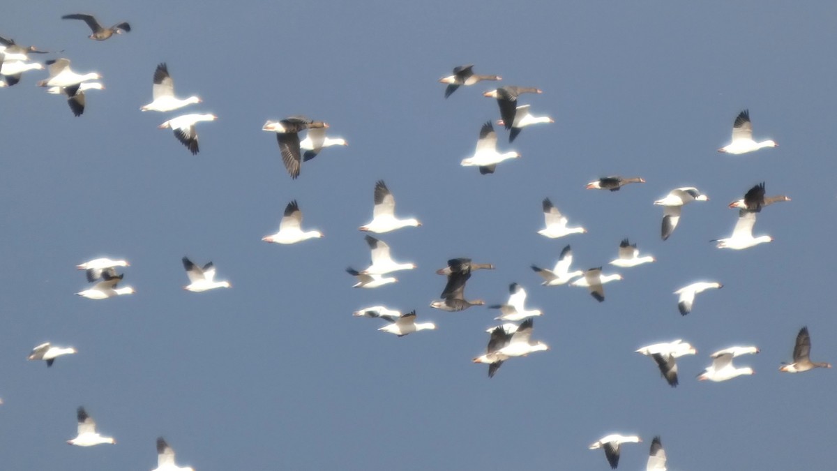 Snow Goose - ML646553201