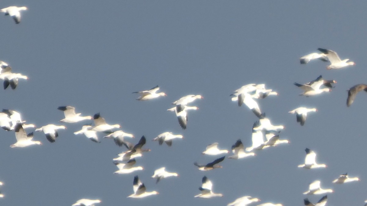 אווז שלג - ML646553202