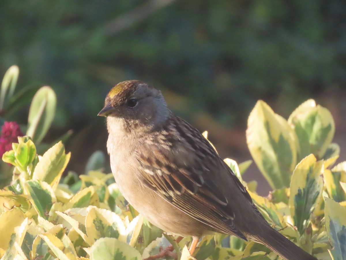 Golden-crowned Sparrow - ML646553204
