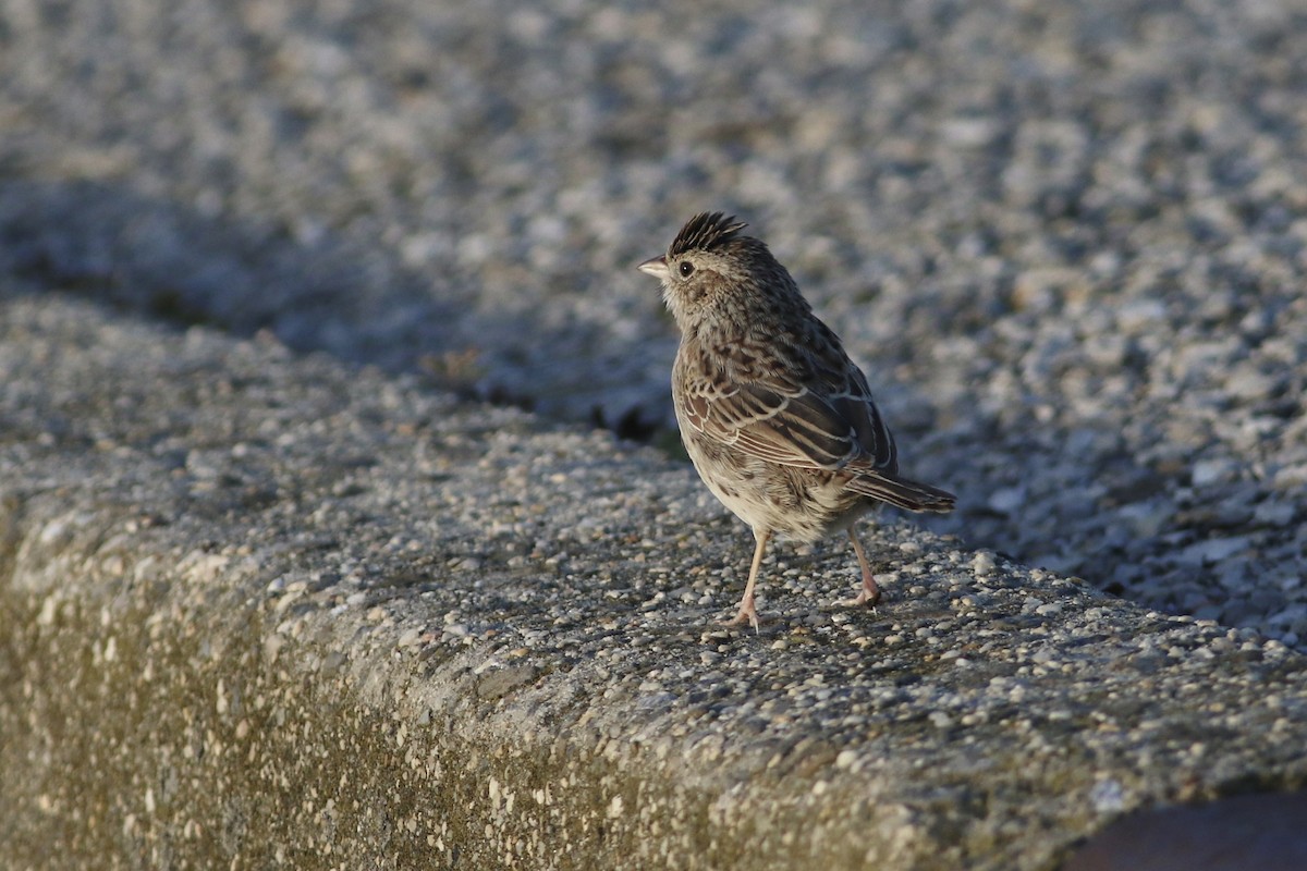 Cassin's Sparrow - ML646553205