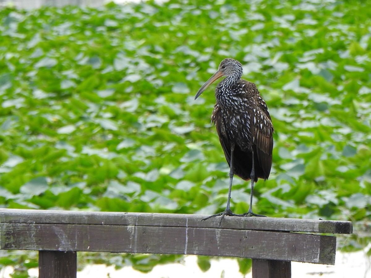 Turnayelvesi - ML646553206