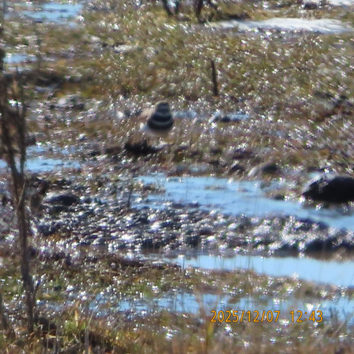 Killdeer - ML646553208