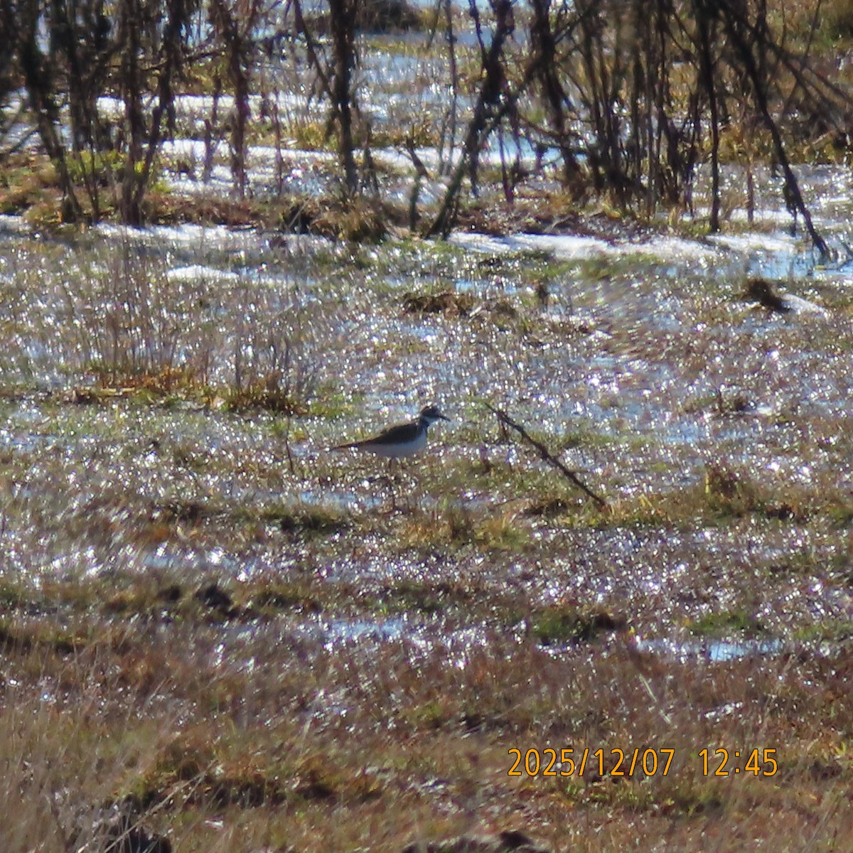 Killdeer - ML646553209