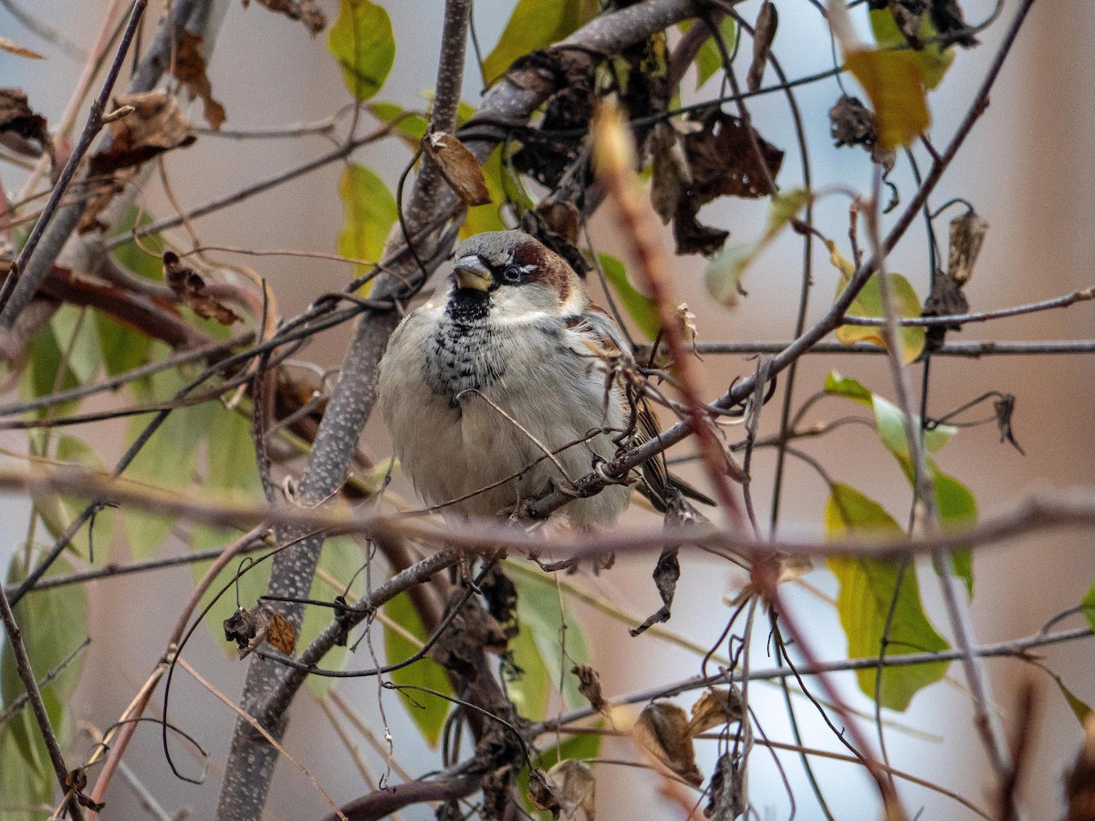 House Sparrow - ML646553211